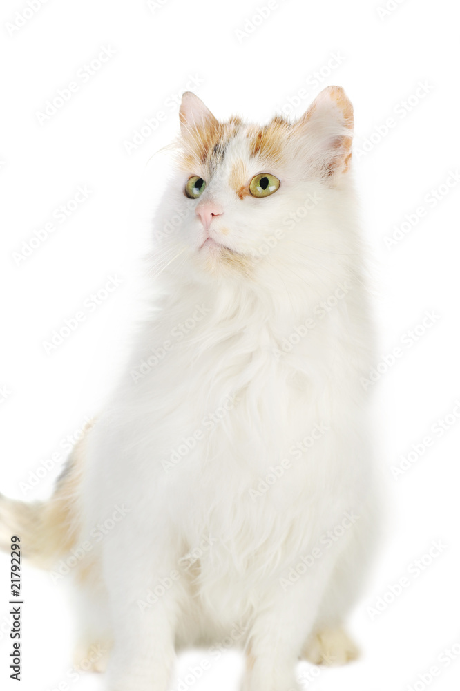 white cat with russet  stains