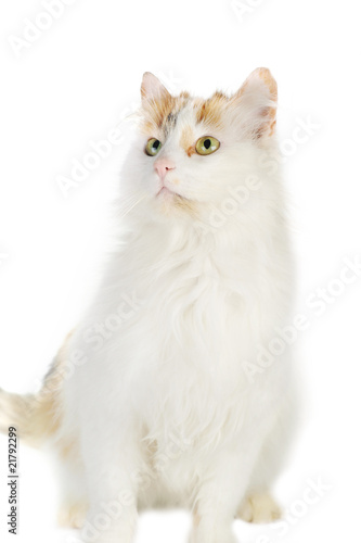 white cat with russet stains