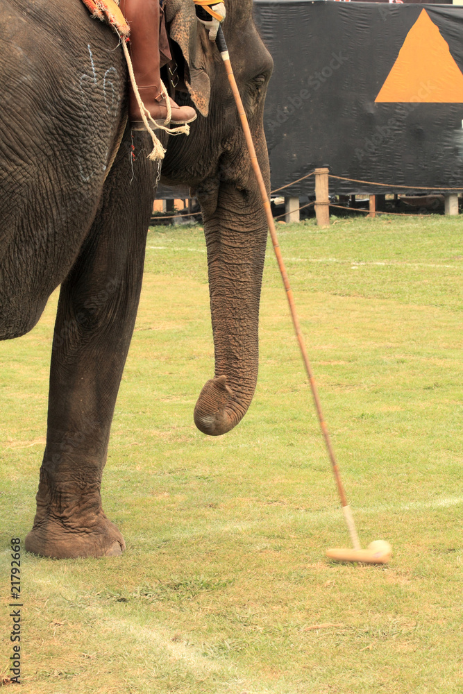 Fototapeta premium Elefant spielt Polo