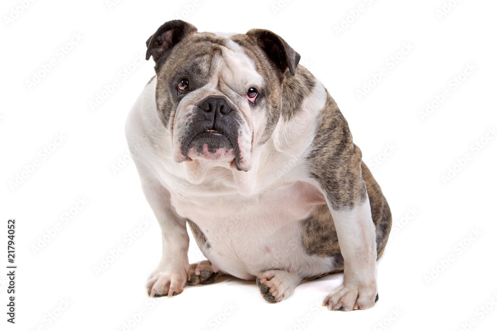 English bulldog