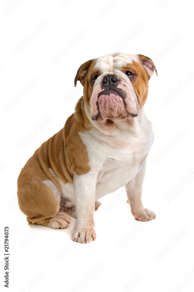 English bulldog