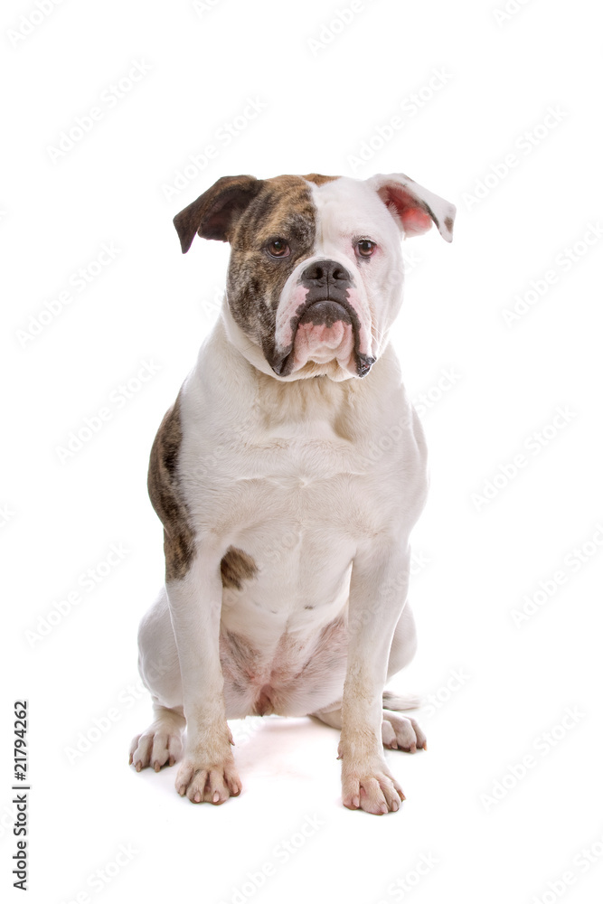 American bulldog isolated on a white background