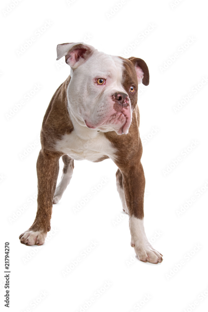 American bulldog isolated on a white background