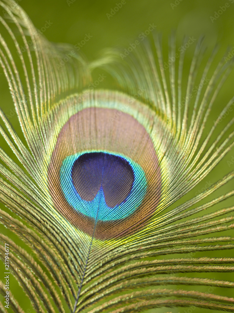 Fototapeta premium peacock feather