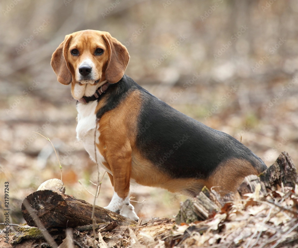 A Beagle Posing in the Woods