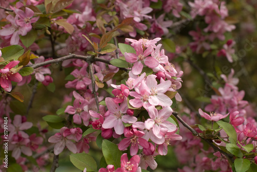 Crabapple Blossom 4