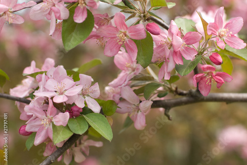 Crabapple Blossom 3