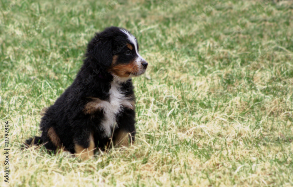Puppy Bernese Mountain Dog Puppy Bernese Mountain Dog
