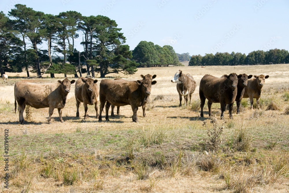 Murray Grey Cattle Murray Grey Cattle