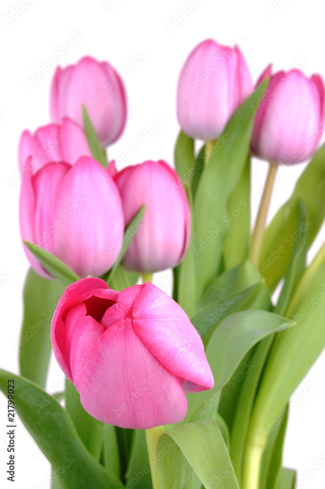 Tulips Tulips