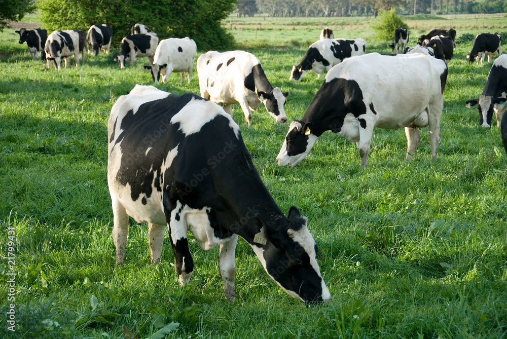 Holstein Friesian Cows