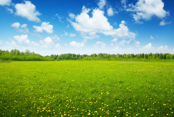 field of spring flowers and perfect sky