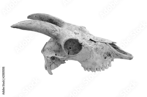 Skull
