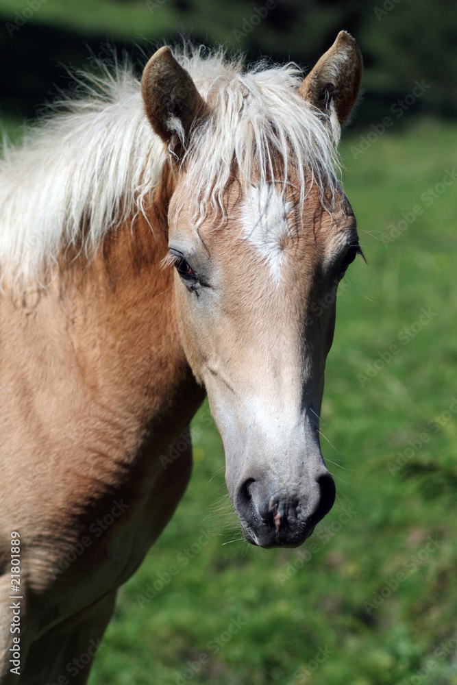 Fototapeta premium Portret źrebię rasy Haflinger