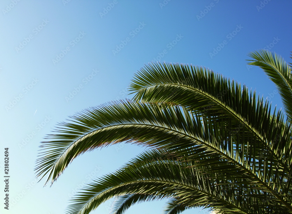 Palms