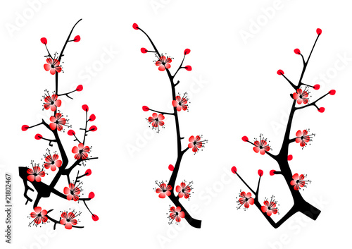 blossom cherry