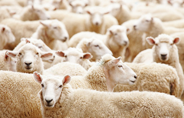 Ingelijste posters Schaap Grote kudde schapen in weiland  © Dmitry Pichugin