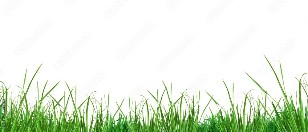 Verdure sur fond blanc. Verdure sur fond blanc.