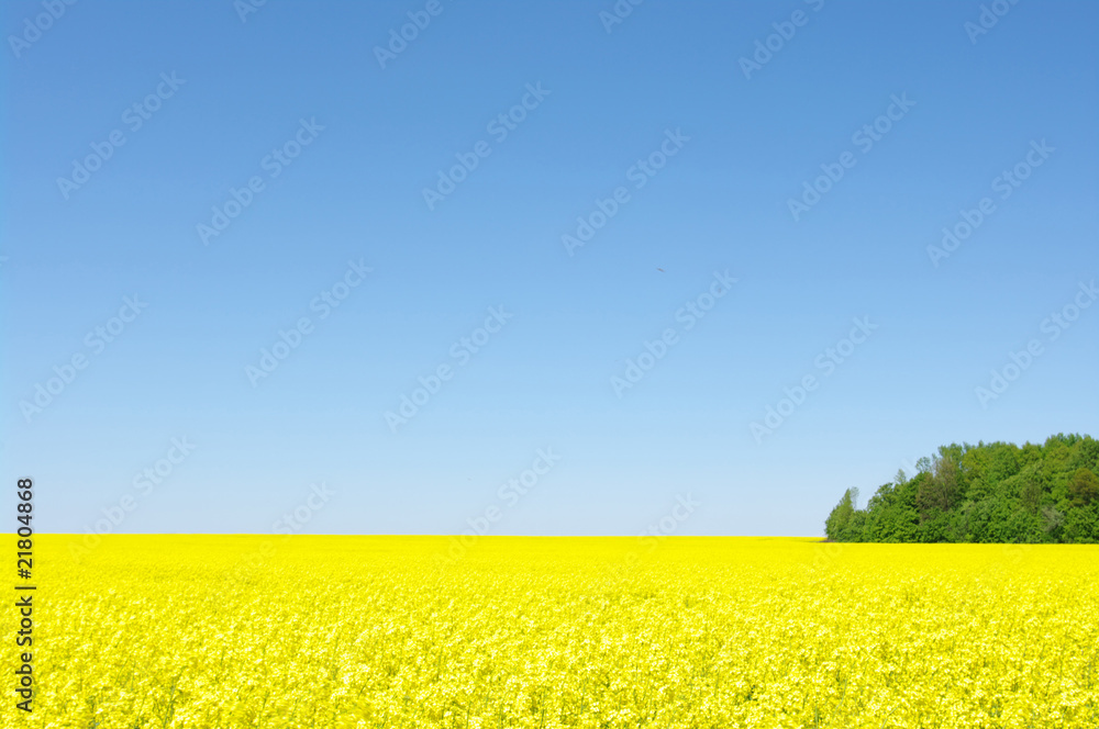 Obraz premium gold field
