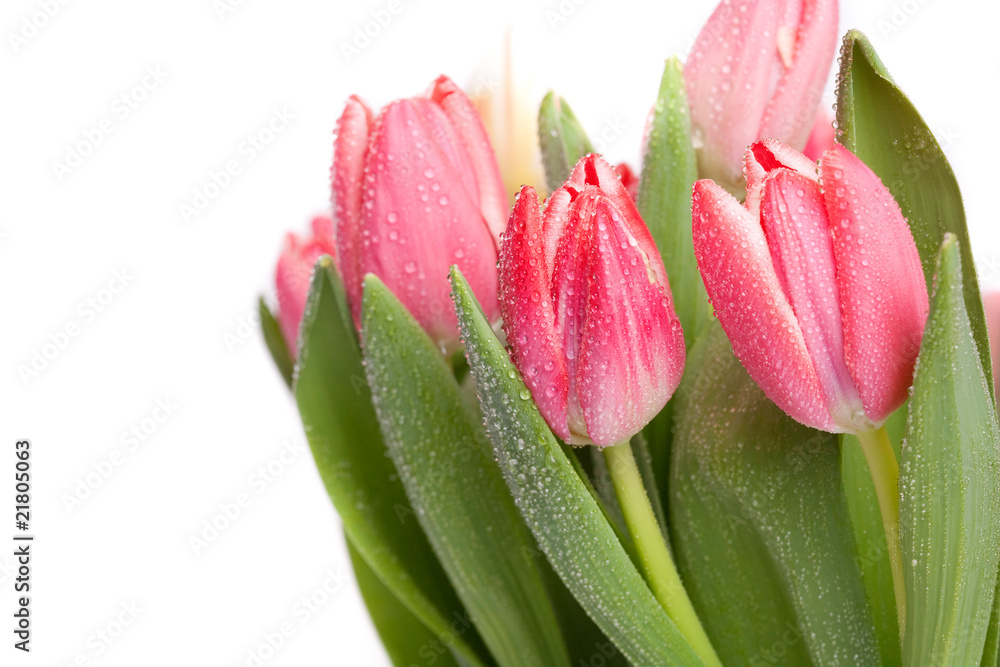 Fototapeta premium Lots of pink tulips