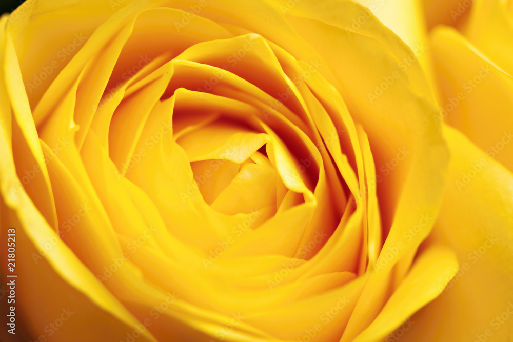 yellow roses yellow roses