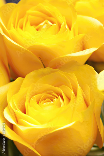 yellow roses