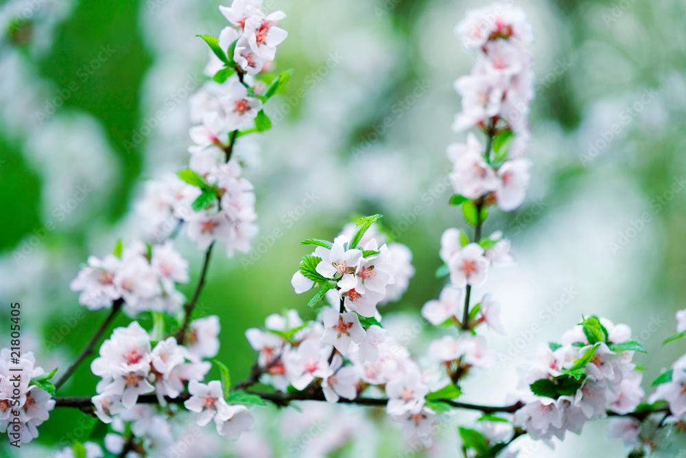 Spring cherry blossoms in natural background Spring cherry blossoms in natural background