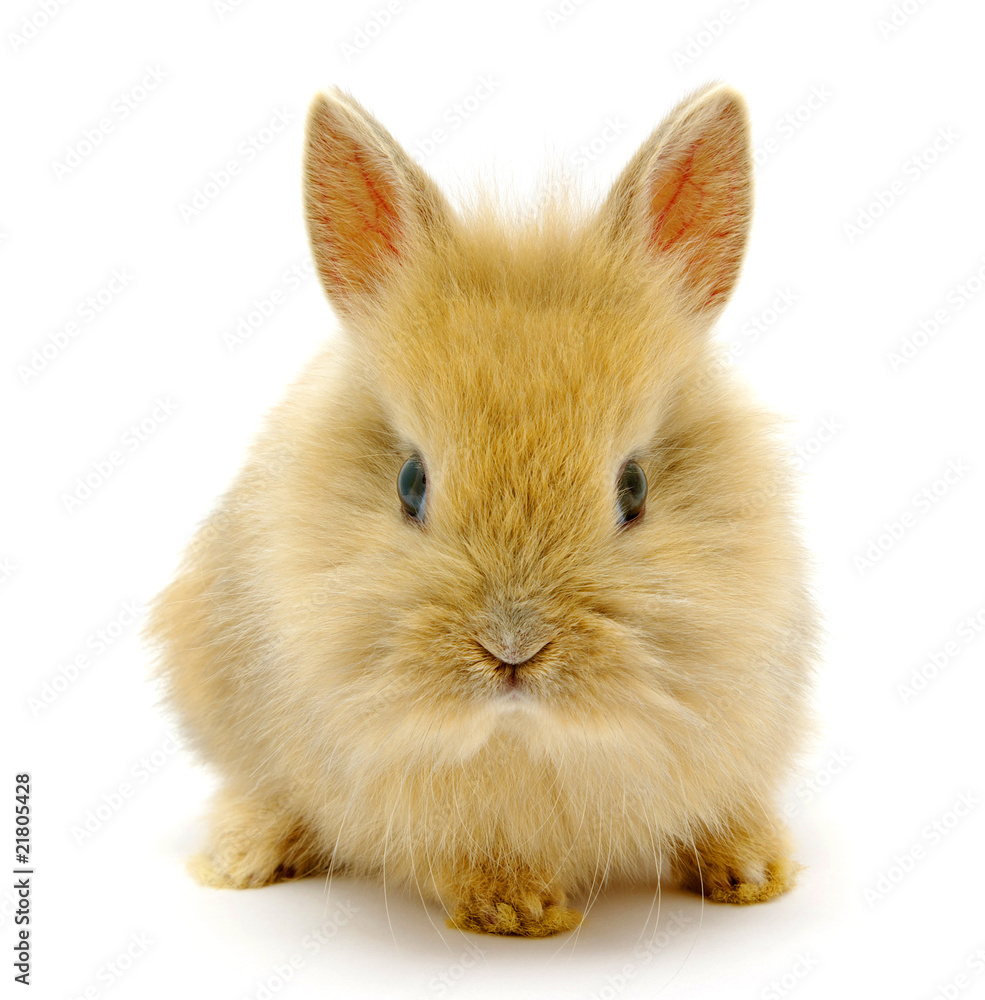 Small  rabbit