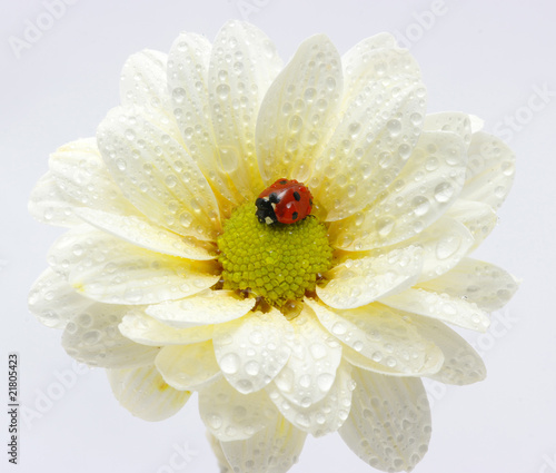 ladybug on flower