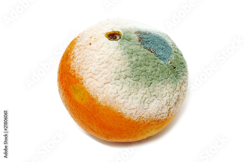 Fotografia moldy orange