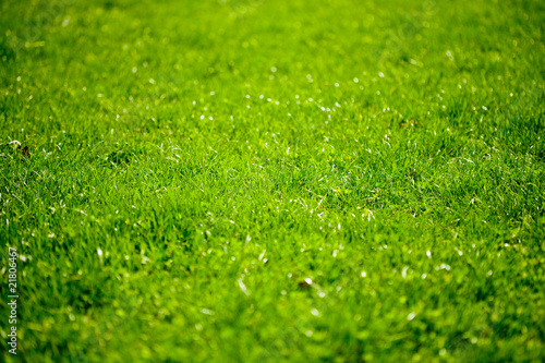 Wallpaper Mural Grass shot with selective focus Torontodigital.ca