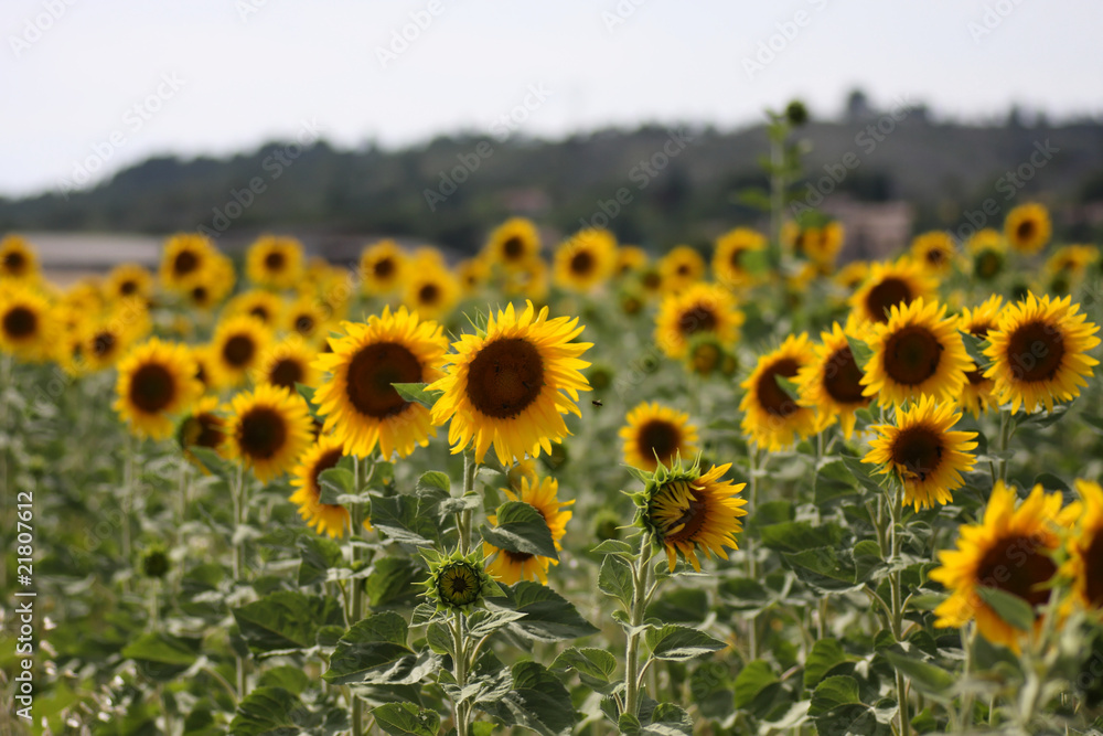 Champ de tournesol Champ de tournesol