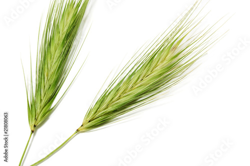 barley spikes