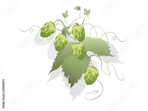 hops plant