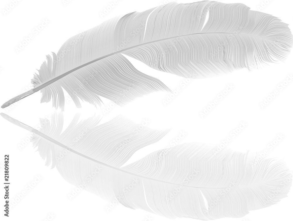 detailed light feather and reflection detailed light feather and reflection