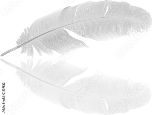 detailed light feather and reflection