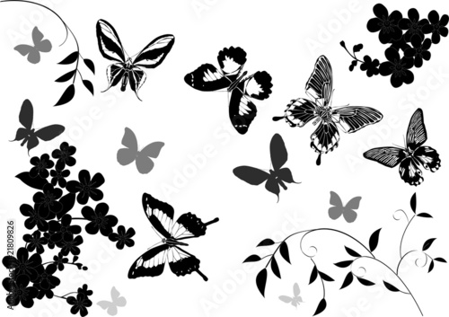 grey and black butterflies above flowers