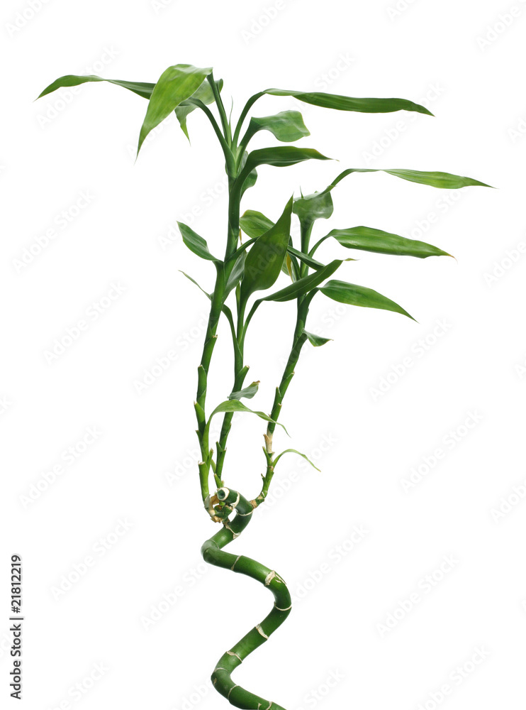 Young green bamboo isolated on white Young green bamboo isolated on white