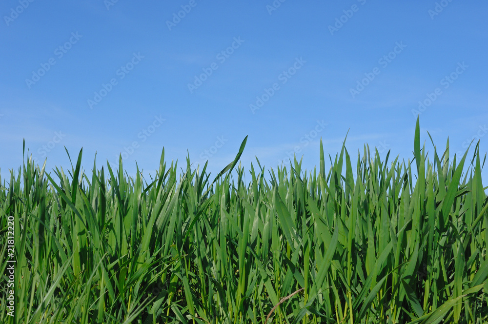 Fototapeta premium blé en herbe