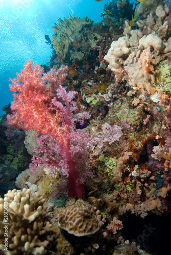 Fototapeta Naklejka Na Ścianę i Meble -  Colourful Soft Corals