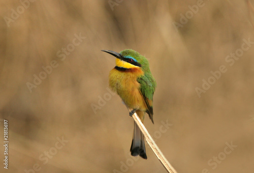 Wallpaper Mural bee-eater perched on a blade of grass Torontodigital.ca
