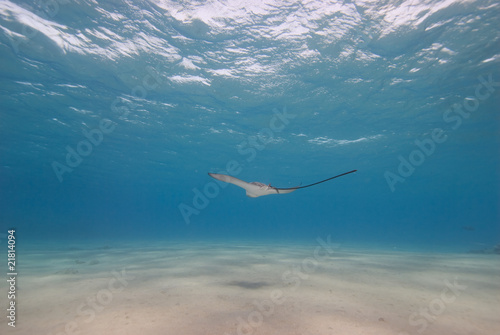 Spotted eagle ray in shallow water.