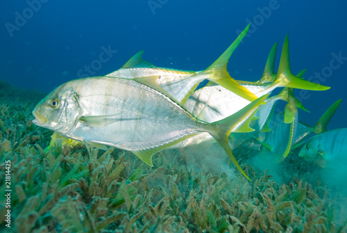 Golden trevally swimming over sea grass