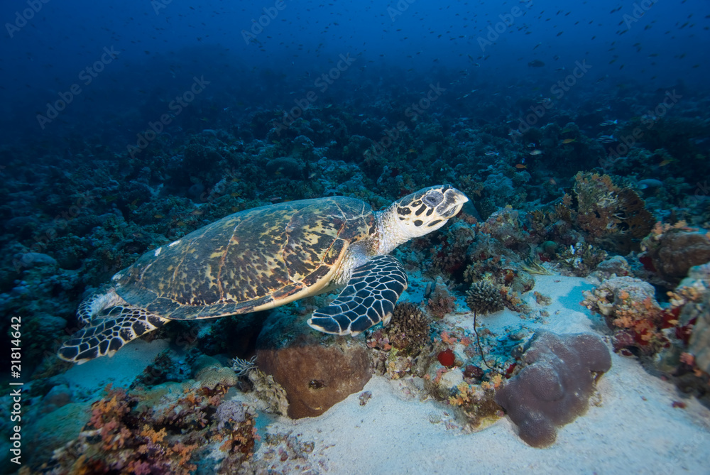 Naklejka premium Hawksbill turtle above coral reef.