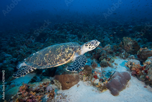 Hawksbill turtle above coral reef.
