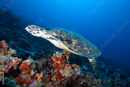 Hawksbill turtle  above coral reef.