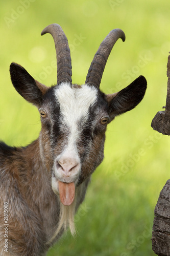 Funny Goat