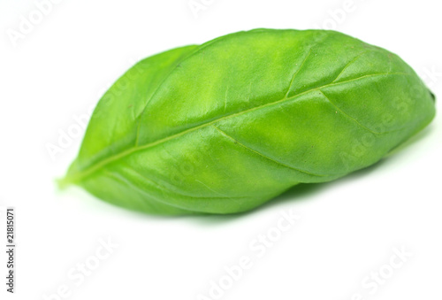 Green basil leaf on white background