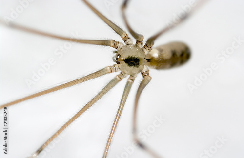 Macro of a Giant House Spider