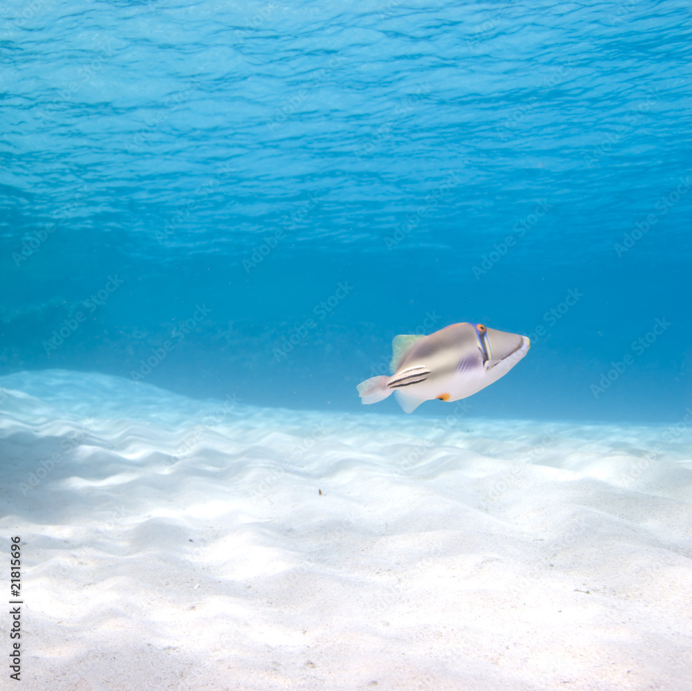 Naklejka premium Arabian picasso triggerfish